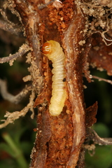Chamaesphecia nigrifrons