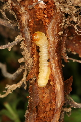 Chamaesphecia nigrifrons