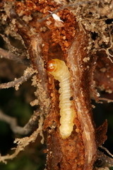 Chamaesphecia nigrifrons