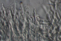 Antrodia heteromorpha