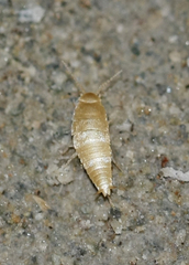 Atelurinae