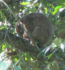 Pseudochirops archeri