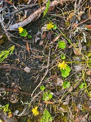 Ranunculus lapponicus
