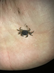 Hemigrapsus oregonensis