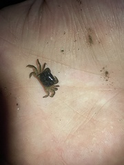 Hemigrapsus oregonensis