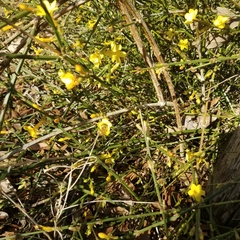 Jasminum nudiflorum