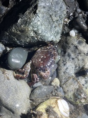 Hemigrapsus nudus