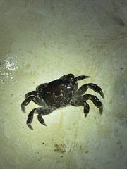 Hemigrapsus nudus