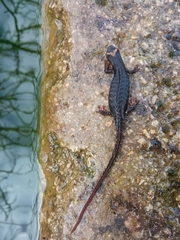 Salamandrina perspicillata