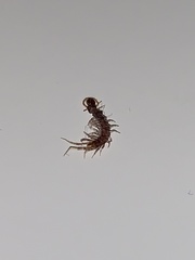 Lithobius forficatus