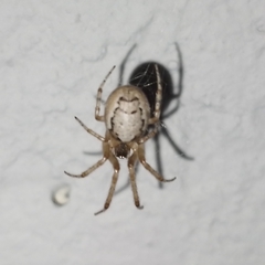 Zygiella x-notata