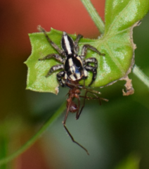 Leptofreya ambigua