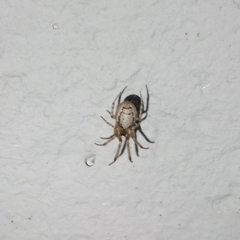 Zygiella x-notata