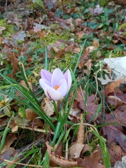 Crocus suaveolens