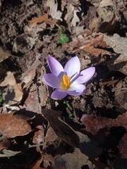 Crocus suaveolens