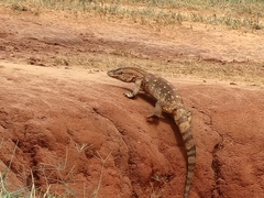 Varanus albigularis microstictus