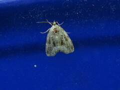 Protodeltote muscosula