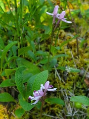 Galearis rotundifolia
