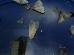 Halysidota tessellaris