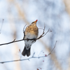Turdus pilaris