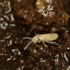 Pseudosinella violenta