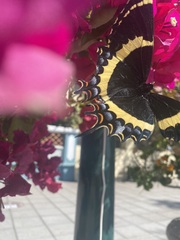 Papilio garamas garamas