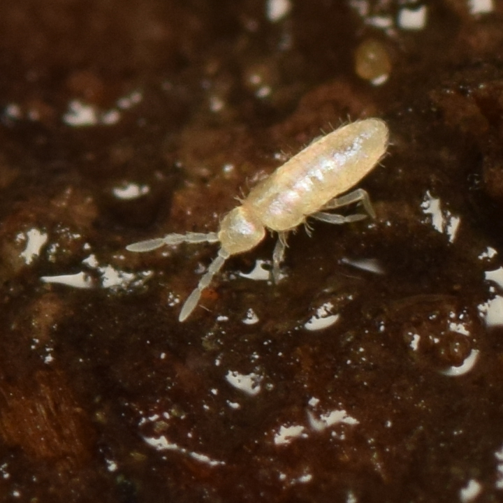 Pseudosinella violenta