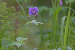 Geranium platyanthum