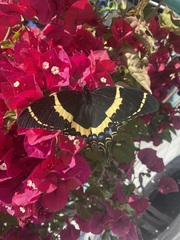 Papilio garamas garamas