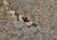 Protorhoe corollaria