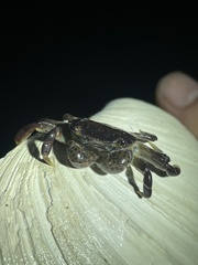 Hemigrapsus nudus