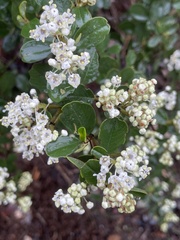 Ceanothus megacarpus insularis