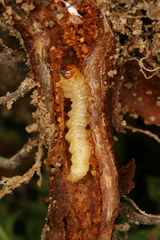 Chamaesphecia nigrifrons