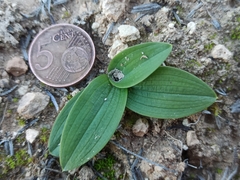Ophrys