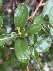 Ceanothus megacarpus insularis