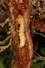 Chamaesphecia nigrifrons