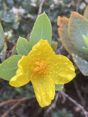 Dendromecon harfordii