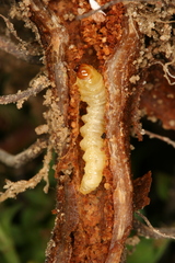 Chamaesphecia nigrifrons