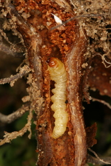 Chamaesphecia nigrifrons