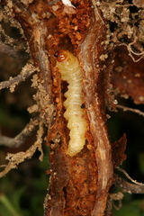Chamaesphecia nigrifrons