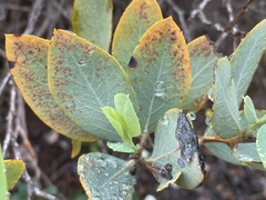 Dendromecon harfordii