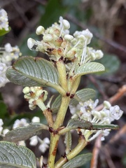 Ceanothus megacarpus insularis