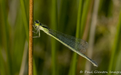 Ischnura aurora aurora