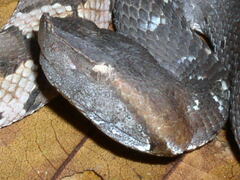 Bothrocophias hyoprora