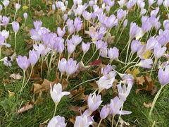 Colchicum autumnale