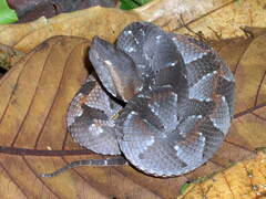 Bothrocophias hyoprora