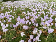 Colchicum autumnale