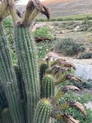 Trichocereus