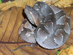 Bothrocophias hyoprora