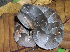 Bothrocophias hyoprora